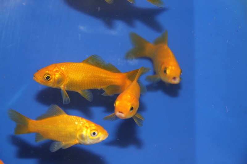 fabriek Waardig transactie gele goudvis te verkrijgen bij siervissen-onlineshop.be zeer interessan en