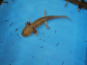 Axolotl brun