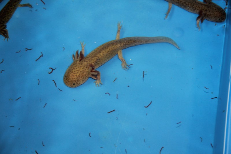 Renderen Identificeren leiderschap Axolotl aanschaffen van de beste kwaliteit bij siervissen-onlineshop.be