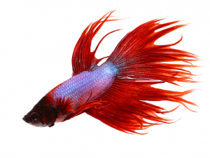 Kempvis man crowntail rood