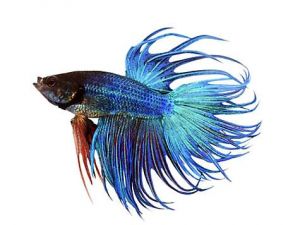 Kempvis man crowntail blauw