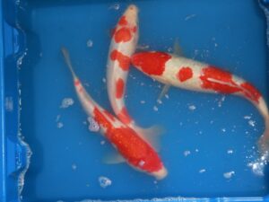 Kohaku koi Japan 60-70 cm +/-