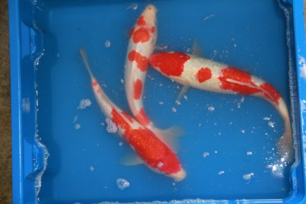 Kohaku koi