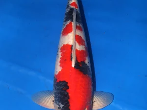 Showa koi 60-70cm +/-