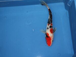 Showa koi 60-70cm +/-