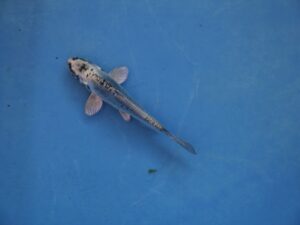 Koi fantome argenté 7-10cm lot de 2 poissons